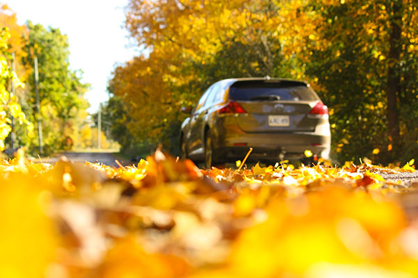 How Fall Leaves Can Impact Your Vehicle
